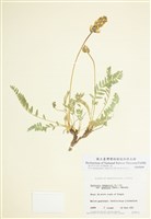 藏品(細葉野瘋草)的圖片